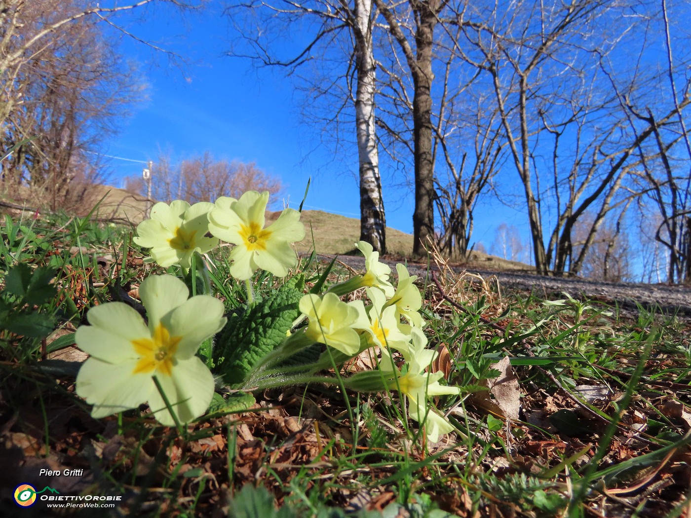 09 Primula vulgaris (Primula comune).JPG